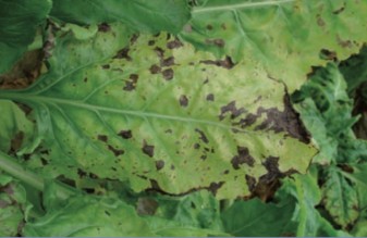 An infected sugarbeet leaf with dark brown patches due to infection.