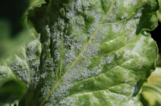 A sugarbeet leaf with powdery mildew is covered in grayish hairy fungal structures.