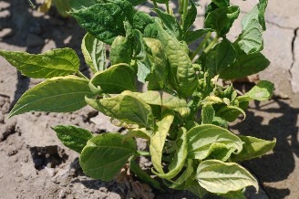 Sugarbeets with the curlytop virus have distinctively curled and irregular leaf structure.