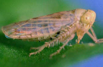 Closeup image of the beet leafhopper on a sugarbeet leaf.