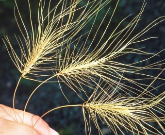 A hand hands three brown medusahead seedheads with awns radiating outward 