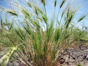 A bright green bunch of medusahead in a field.