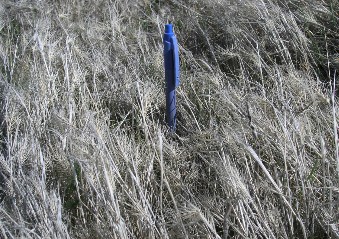 Brown Medusahead thatch in a field with a pen for size reference.