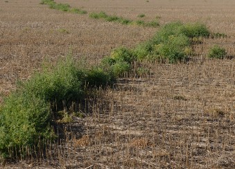 Kochia in a dry field displaying a tumble pattern after being sprayed.
