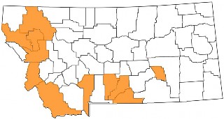 map of montana with some counties highlighted