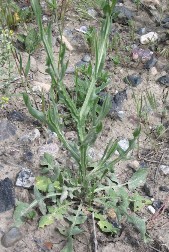 image of a starthistle in the ground