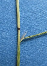 Closeup image of a single ventenata stalk displaying a reddish black node and branching ligule