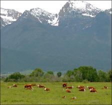 Cows laying in a meadow with mountains in the background
