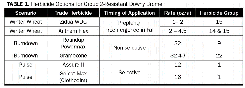 Table demonstrating herbicide options for Group 2-Resistant Downy Brome