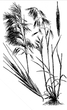 Black and white hand drawing of a whole downy brome plant with up close looks at the spikelet and seed.