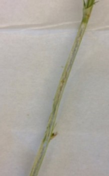 Figure 2 is a photo of a Plant stem prior to QuikTest and the plant stem after the QuikTest showing the dark blue color that indicates the presence of nitrate in the plant.