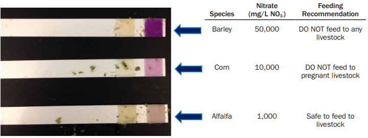 Figure 4is a photo of strips that have been used to test barley, corn and alfalfa for nitrates