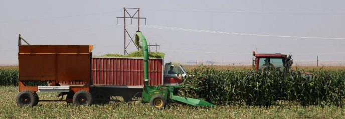 Photo of corn being harvested and chopped prior to storage where the ensiling process will be begin.