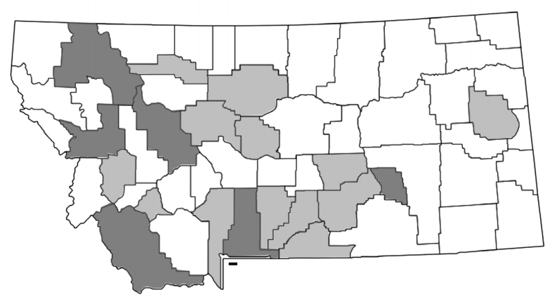 Black and white map of Montana displaying counties that currently have dyer's woad and counties where it has been reported.