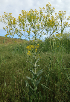 A large dyer's woad plant with many yellow flowers out in a field.