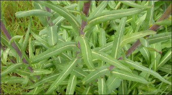 A closeup of slender long dyer's woad leaves displaying a cream-colored midvein.