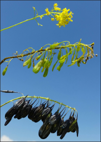 A progression of dyer's woad flowers from bright yellow, to green seedpods, to dry black seedpods