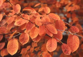 orange fall color of elliptical, finely toothed leaves of serviceberry