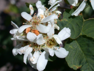 5 petaled somewhat showing white flower of serviceberry