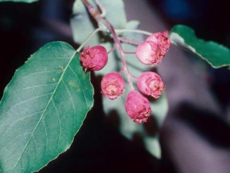 blueberry-sized reddish pink fruit of serviceberry, that mature to purplish black.
