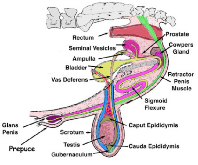 Diagram of anatomical location of bull reproductive organs and their names.