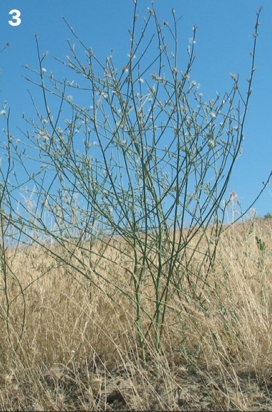 A large rush skeletonweed plant out in a field displaying the 