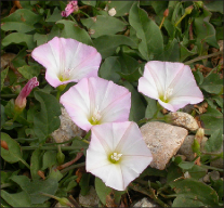 Closeup of pinkish white trumpet shaped bindweed flowers growing low to the ground.