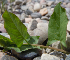 Closeup of arrowhead shaped bindweed leaves.