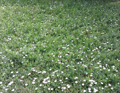 A lawn overtaken with bindweed plants.