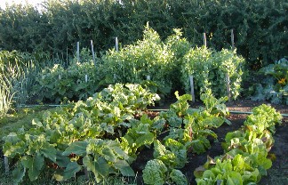 vegetable garden rows