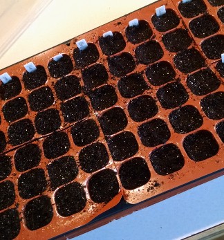 A seedling tray filled with potting soil and row labels