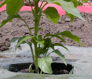 A plant emerging through a sheet of black plastic in a field