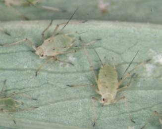 Two green aphids on a leaf