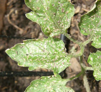 Tomato leaves displaying flea beetle damage in the form of small brown holes