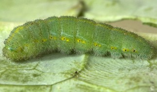 An imported cabbageworm appears as a fat green caterpillar