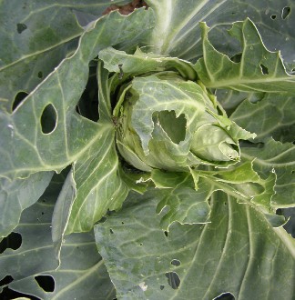 A cabbage head with extensive looper damage in the form of holes in the leaves