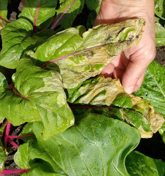 Leafminer damage on a swiss chard leaf appears brown and unhealthy