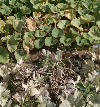Squash leaves infested with powdery mildew appear white and fuzzy