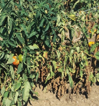 Browning leaves on a tomato plant could be a sign of verticulum wilt
