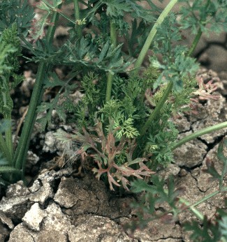 Aster yellows damage appearing on a carrot leaf