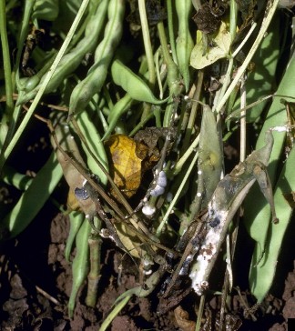 Green beans infested with white mold appear fuzzy and brown to white