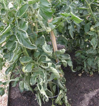 A tomato plant with dramatically curled leaves