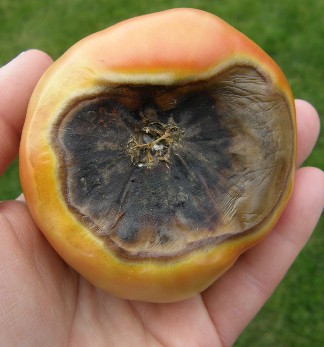 A tomato with extensive blossom end rot appearing as a brown soft patch