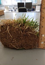 Figure 1a (left): Excessive thatch interferes with the penetration of air, water and nutrients when it accumulates in a layer thicker than ½ inch. Here it reaches almost 3 inches.