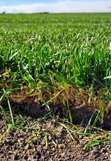 Figure 1b (right): A healthy thatch layer is no more than ½ inch.