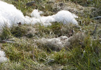 Figure 2: Snow mold is commonly seen in spring on Montana lawns.