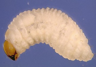 Figure 3. May beetle larva or “White grub.” Phyllophaga sp.