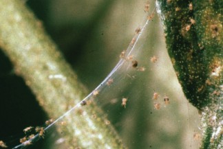 Photo of a spider mites on a web between leaves.
