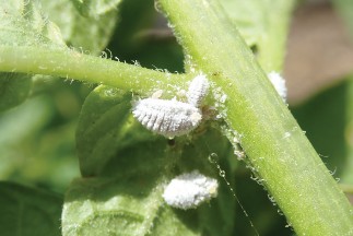 Photo of several white mealybugs on a plant stem.