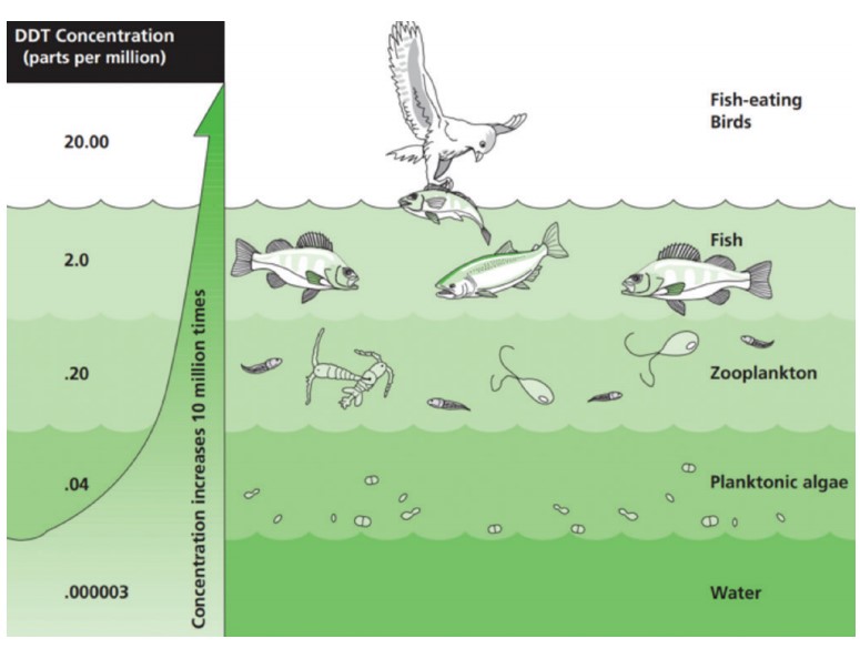 Graphic demonstrating DDT Concentration in parts per million. DDT Concentration in water is .000003ppm. DDT Concentration in planktonic algae is .04ppm. DDT Concentration in zooplankton is .20ppm. DDT Concentration in fish is 2.0ppm. DDT Concentration in fish-eating birds is 20.0ppm.